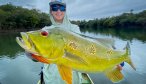 Big butterfly peacock bass