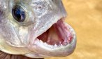 piranha