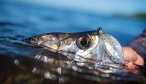 Campeche tarpon