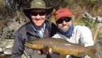 Montana brown trout