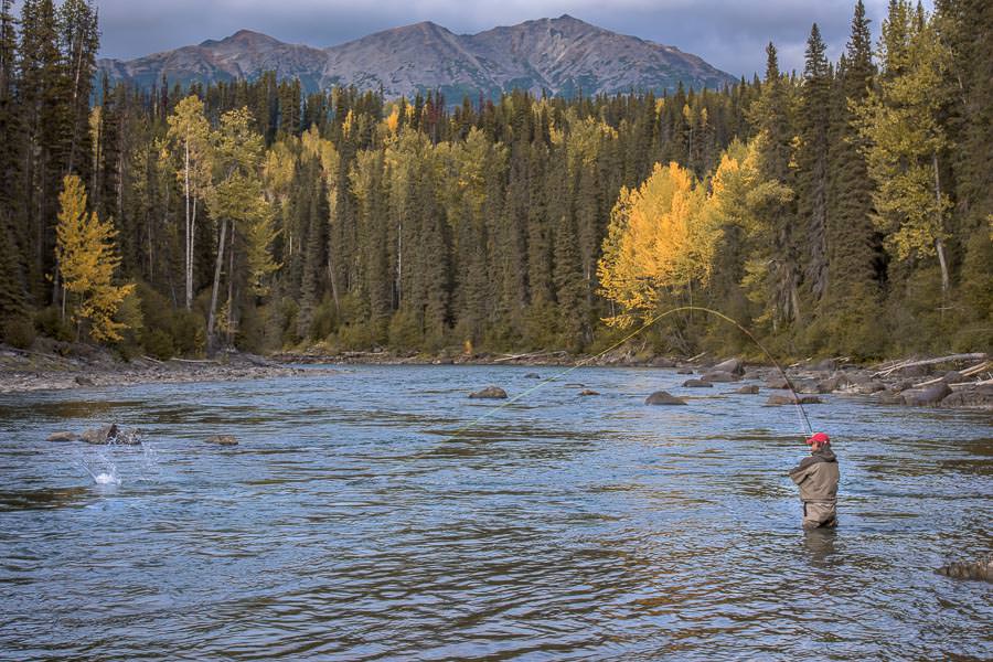 Hooked up with a feisty wild British Columbia steelhead