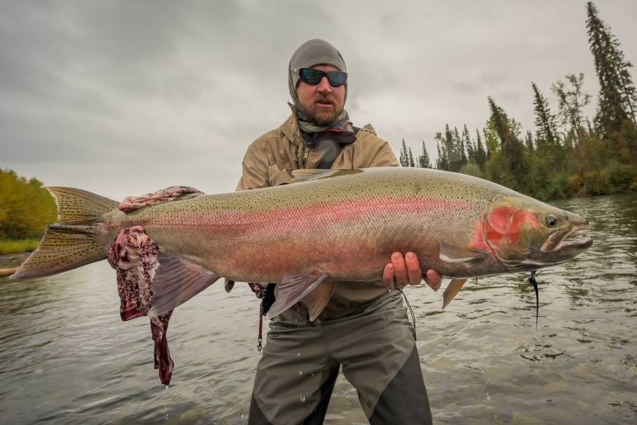 Stu's monster buck steelhead from the Sustut River