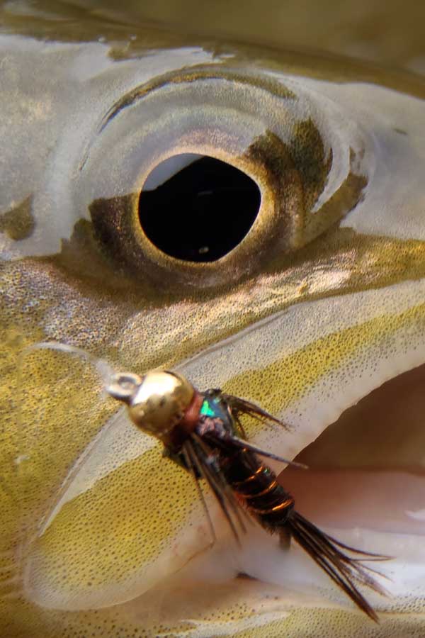 Brown caught on a Pheasant Tail