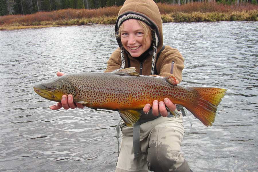 Late October Yellowstone Park Brown