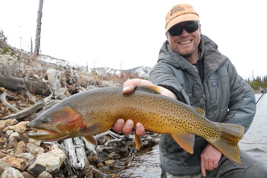 Big Native Cutthroat