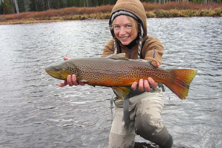 Big October Brown Trout