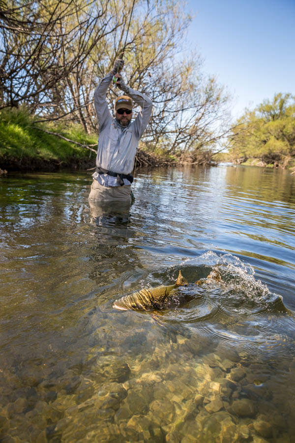 Stalking big browns on foot in the many spring creek like side channels of the Collon Cura proved effective