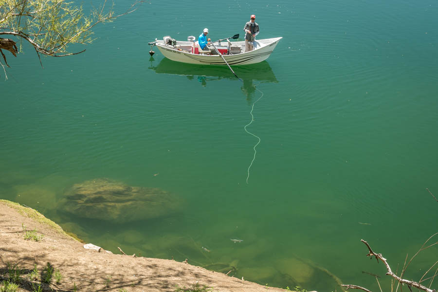 Look closely at all of the cruising trout hunting worms below the willows