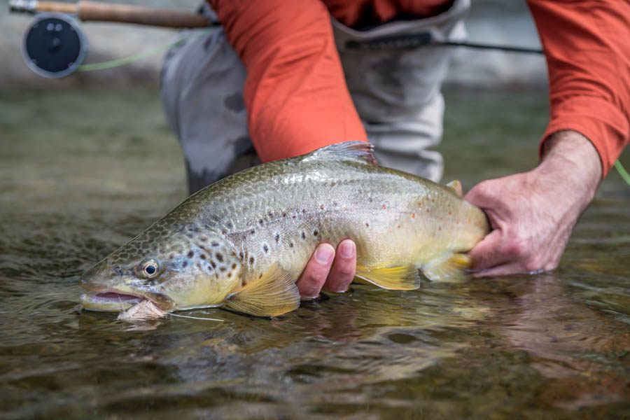 We spent most of the day walking the banks of the deeper pools looking for big browns.  Although we missed our chances at some of the bigger fish, this nice brown couldn't resist the temptation of a mouse twitched across the surface