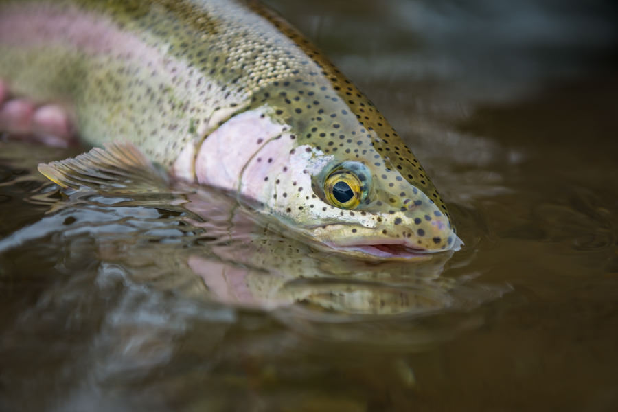 One last chance to enjoy these hard fighting Copper River Rainbows