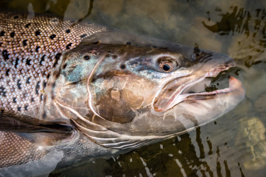 Sea Run Brown Trout