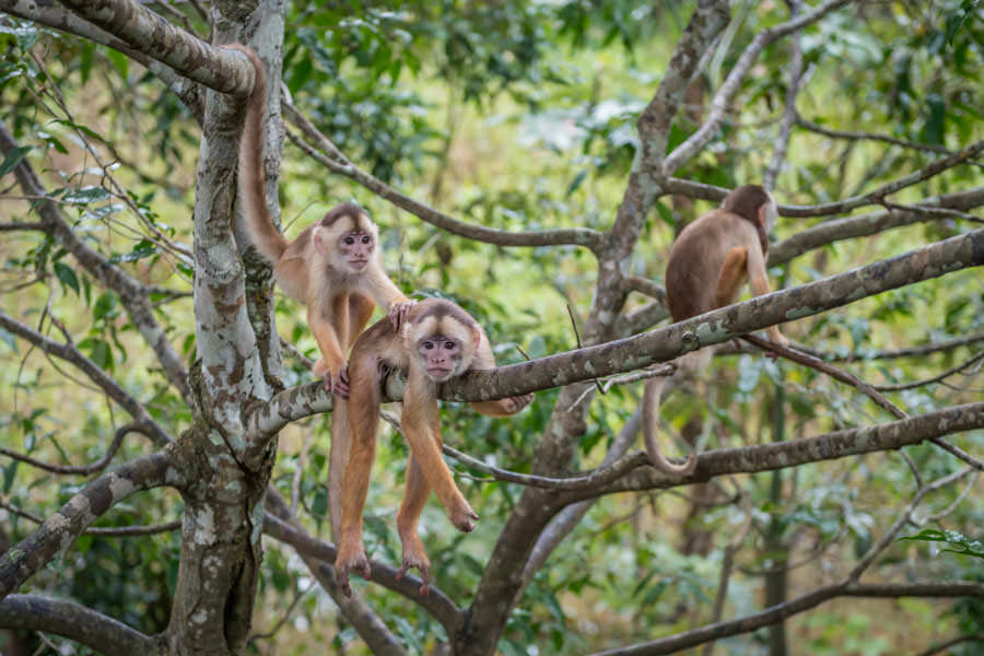 I discovered this tribe of white faced capuchin monkeys on a hike just behind the lodge. We observed monkeys on a daily basis while fishing including capuchin, sake, spider, and howlers monkeys