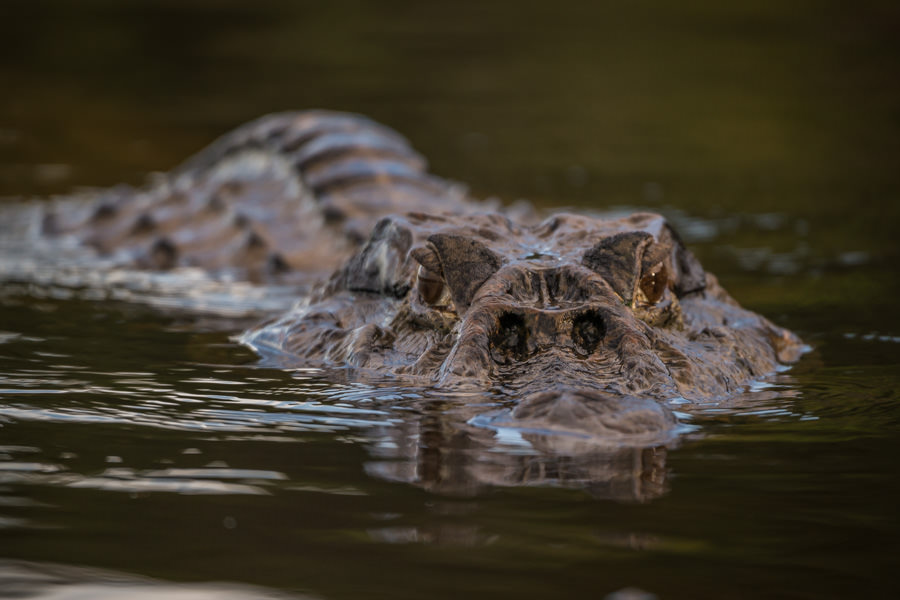 "T Rex" was the resident lodge cayman and could be found patrolling the dock most days. Cayman, giant otters and freshwater dolphins were the apex river predators and spotted by our team most days on the water