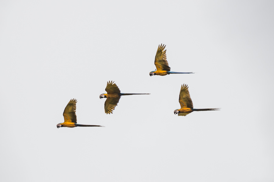 Flocks of mccaws were a daily sight on the river