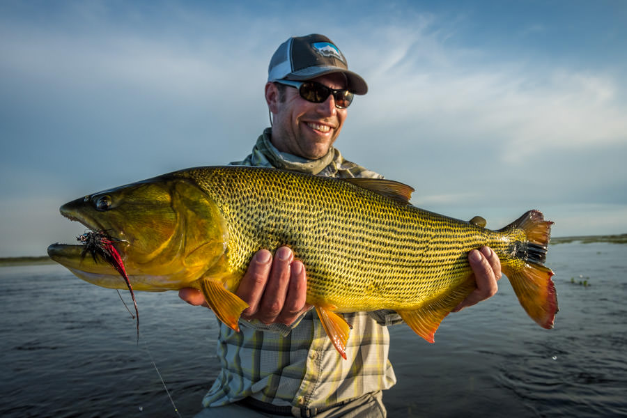 A nice Argentina Golden Dorado