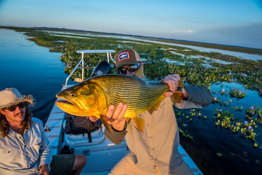 Golden hour Golden Dorado