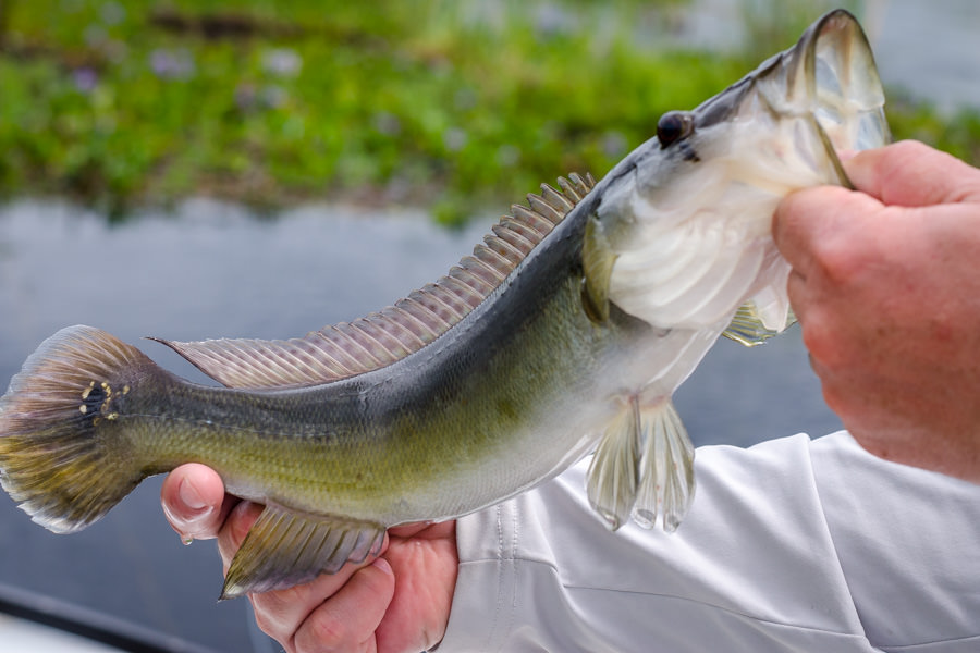 One of the many fishes species of the Ibera Wetlands in Argentina