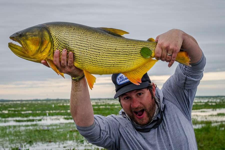 Big Golden Dorado in Argentina