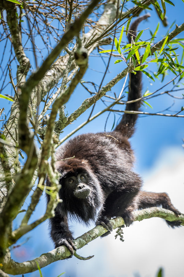 Howler Monkeys in Argentina