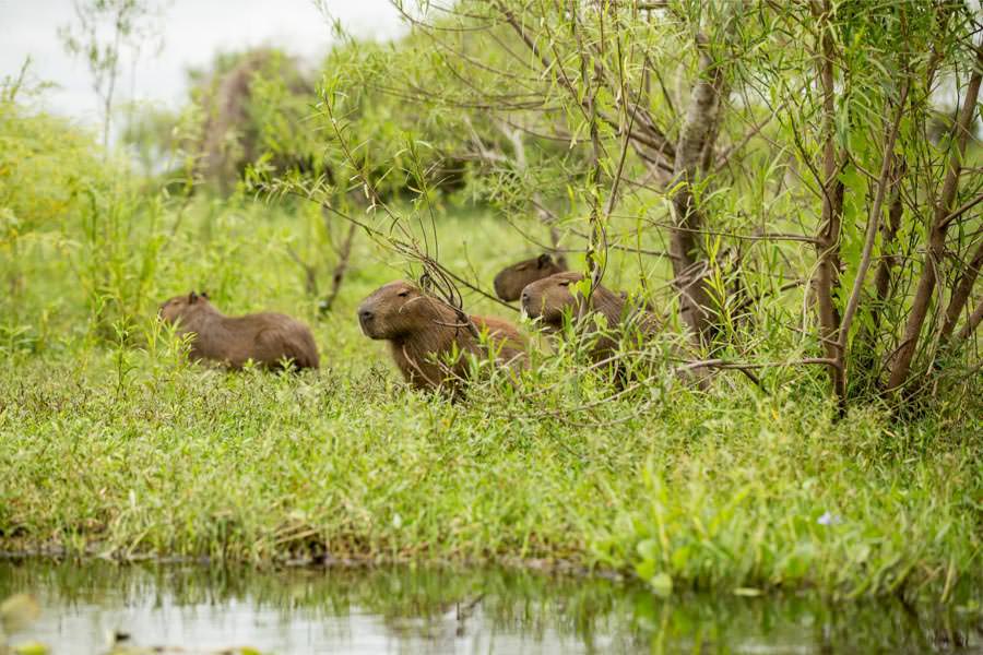 Ibera Wetlands Capybara