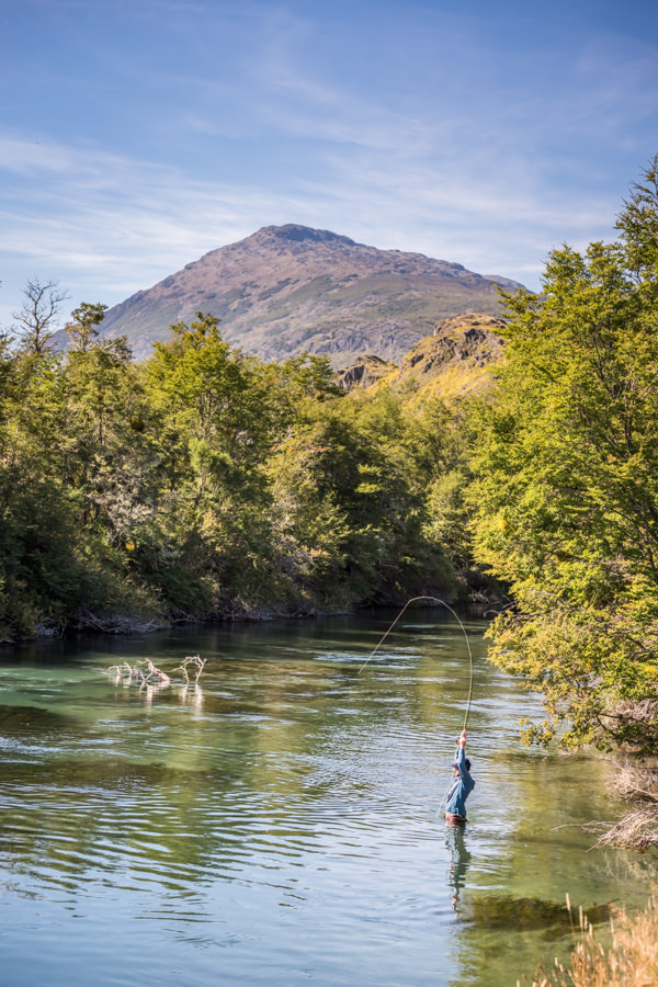 Hooked up on a heavy Chilean Wild Rainbow Trout