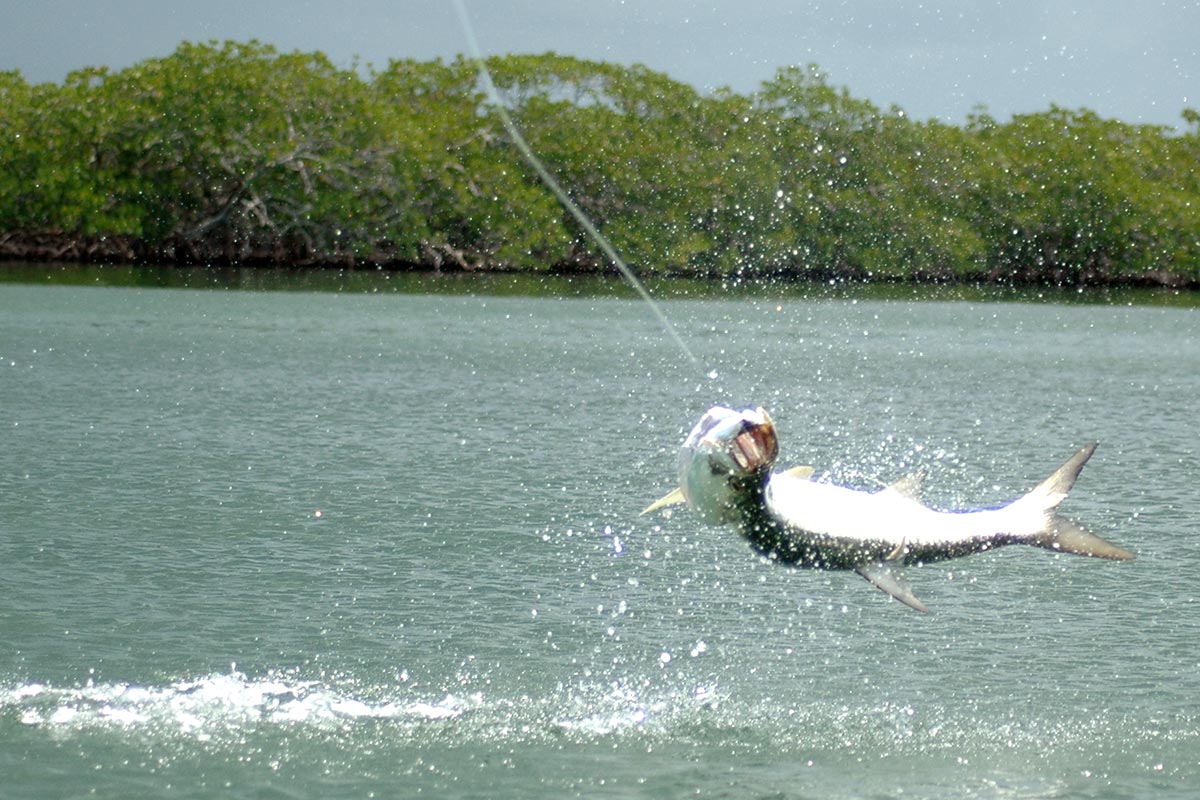 Tarpon fishing in Belize