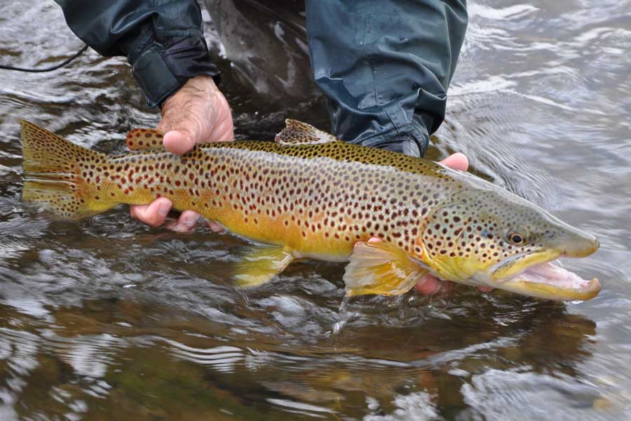 A brown like this is a highlight of a day spent swinging flies!