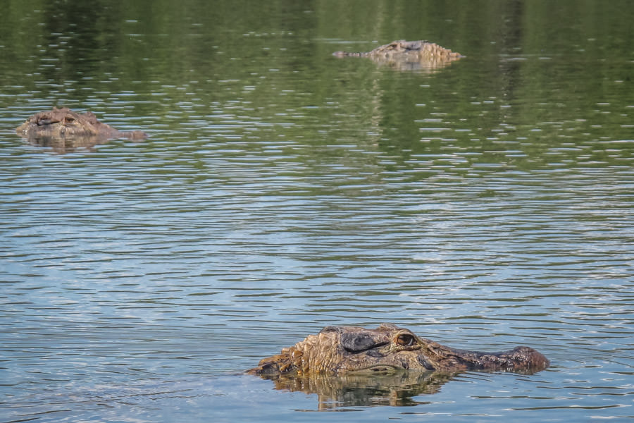 Massive cayman, giant otters, jaguars and thousands of other jungle species enrich the experience in the Amazon