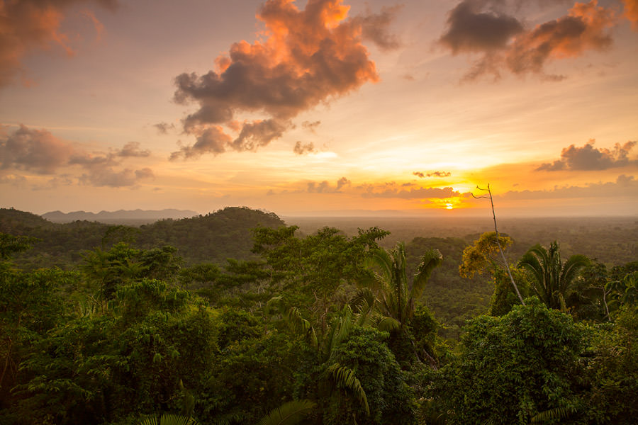 Kopal Tree sits on a hill overlooking pristine rainforest