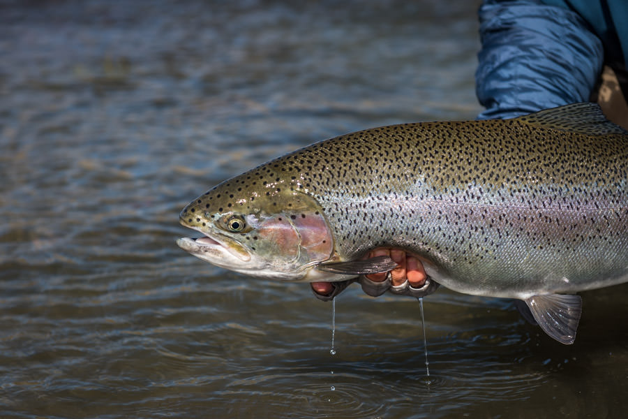 A dry fly eating Barrancoso River rainbow with some heavy shoulders