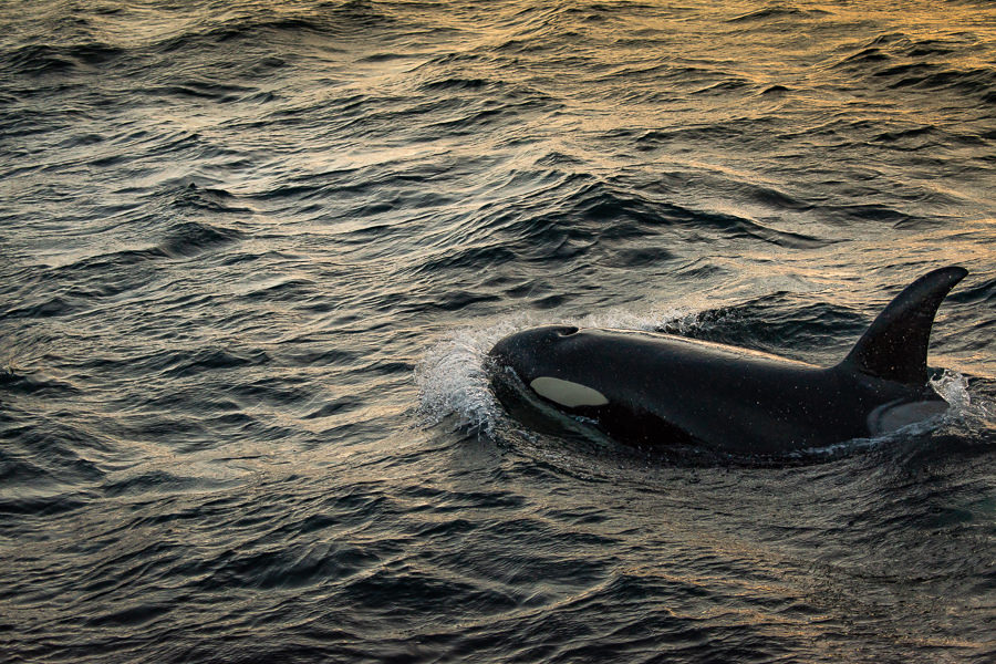 Wildlife abounds in Southeast Alaska. We encountered orcas feeding under the boat, pods of porpoises, humback whales, sea otters and black bear