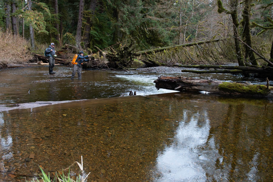 We tried nymphing several fish without success. Although swinging flies was difficult on these small waters we eventually got some to eat while swinging medium sized intruder style flies past some fish to get hookups.