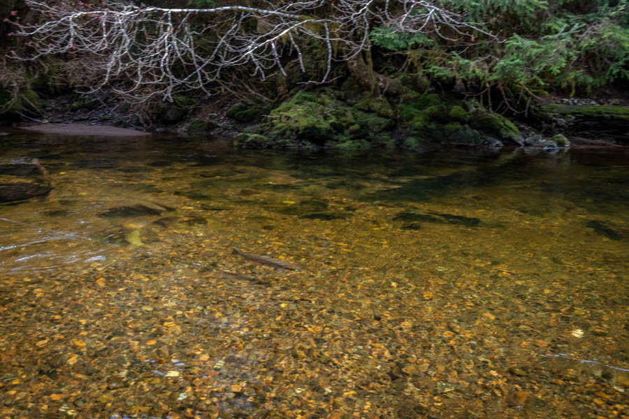 The one that got away. Although we managed a few hookups on this small stream these red hot fish all got the better of us on blistering, tackle busting runs. This fish grabbed a fly on the swing