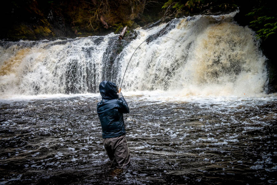 Steady rains produced rising flows making sight casting more difficult so we focused on large runs such as this waterfall hole which had several fish stacked up. Ann is hooked up on a nice one!