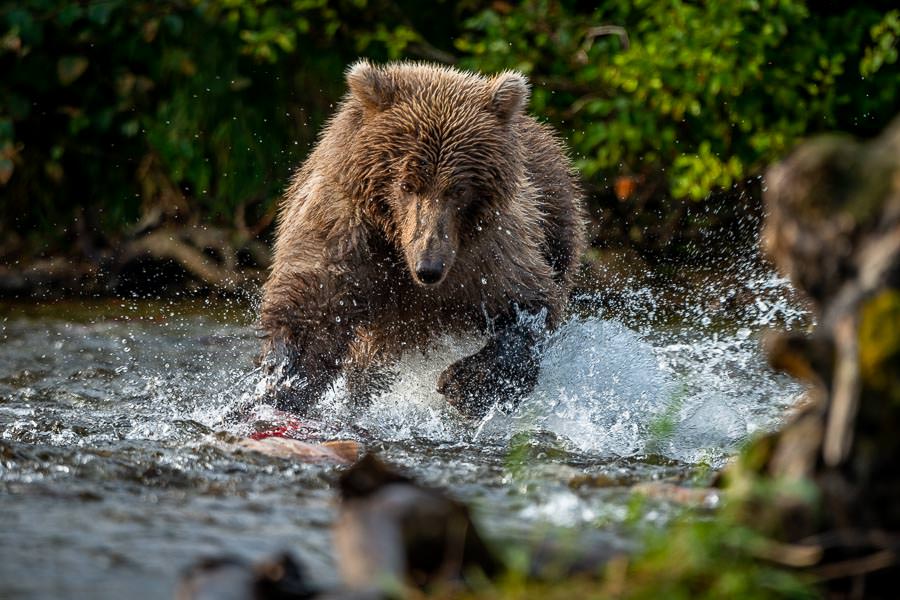 Soaking up nature is a part of any Alaskan trip. I was fascinated watching this bear fish for salmon. He would wait motionlessly in a shallow riffle for several minutes until salmon began swimming by. Suddenly he would erupt with amazing agility as he quickly chased down a surpised sockeye. He caught every fish he chased!