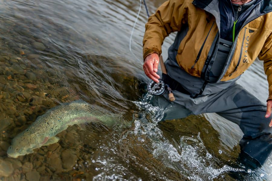 Richard releasing a fine specimen of a Jurassic Lake Rainbow