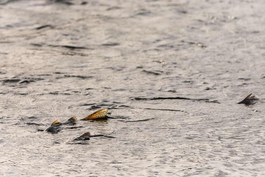 "I recall one evening when I decided to spend more time behind the camera. I took images of fish as they pushed up the river."