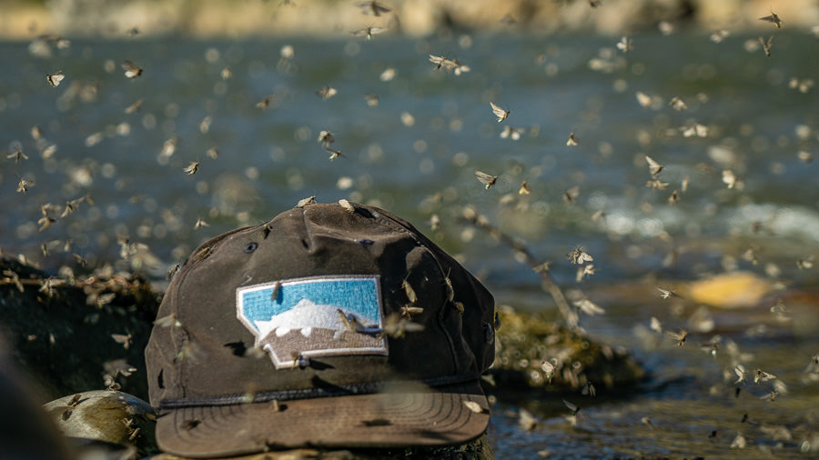 Huge trout are only interested in smaller insects during blanket hatches when they can consume large volumes of insects without working hard