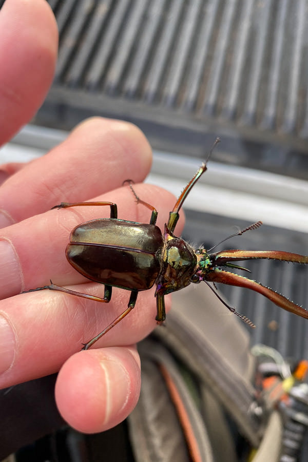 The mighty Cantaria beetle packs a high calorie meal for hungry trout