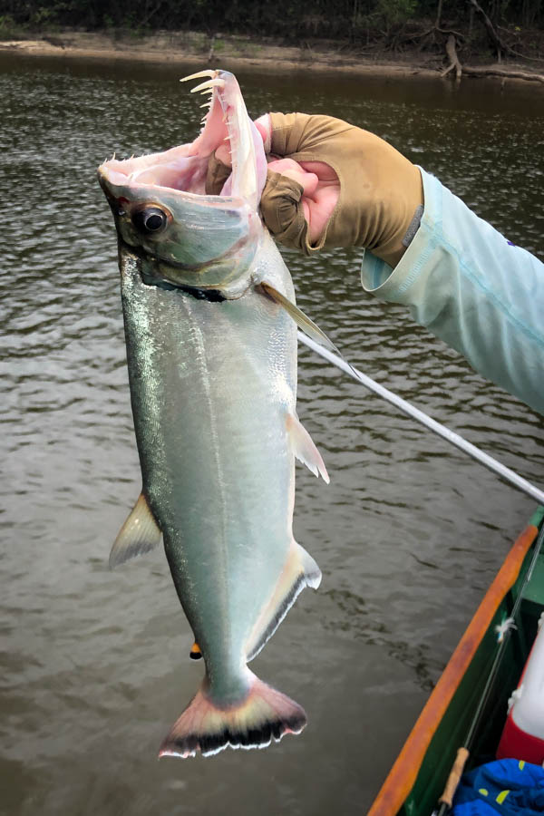 The Payara, or Vampire fish, is one of the more unique fish that anglers will encounter. We hooked three over the course of the week