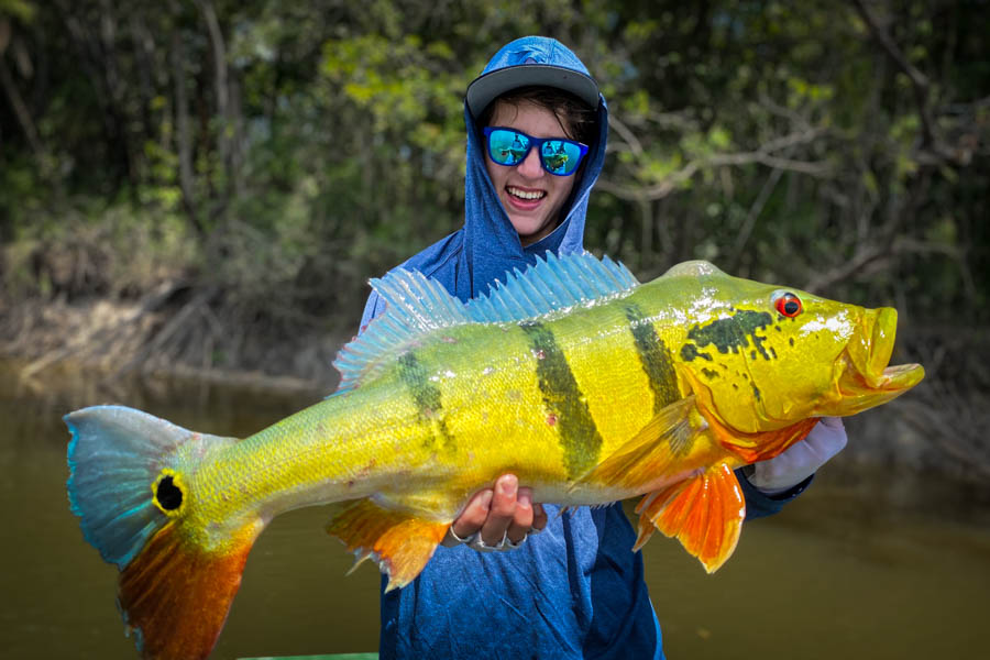 A gorgeous 12lb temensis peacock landed while sight casting the flats. This big fished rushed a smaller butterfly that had hit the fly and tore the fly out of the smaller bass's mouth. The rule in the Amazon is eat or be eaten!