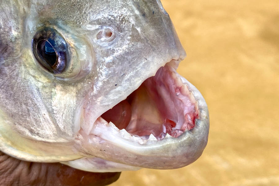 Piranha patrol some of the deeper waters and occasionally intercept your flies and tackle. It is always a good idea to bring a spare fly line just in case an overzealous piranha cuts your line while fighting another fish 