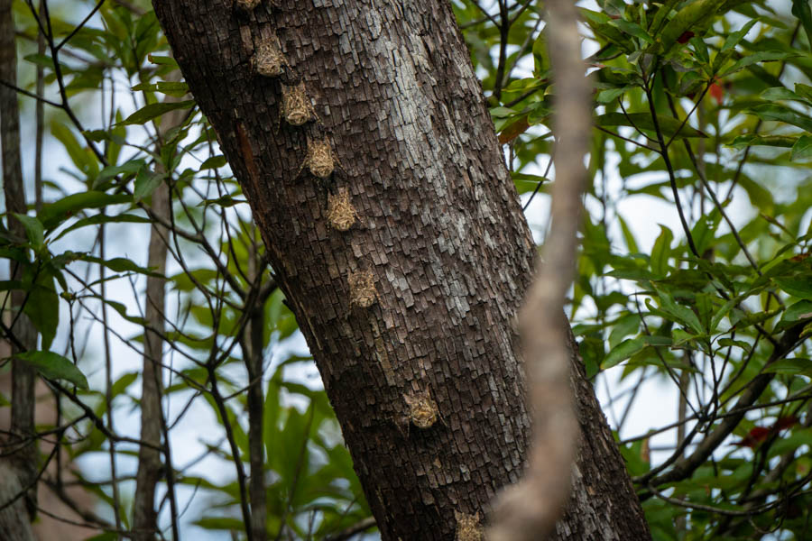 Long eared tree bats are frequently encountered along the river cooridor