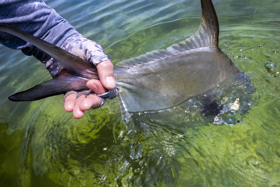 My second permit of the day. I also recorded my first grand slam this day and nearly had a 2nd when one of the tarpon hooked through the hook after a long fight.