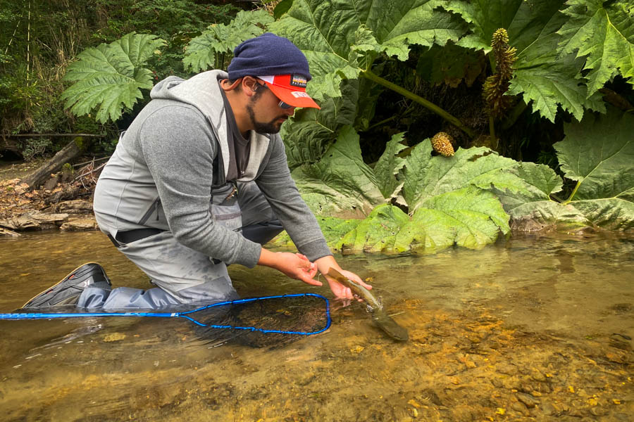 Magic Waters guide Ives release brown trout on the Rio Paloma